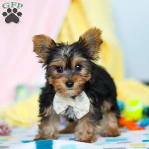 Ollie, Yorkie Puppy
